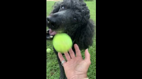 Dog Retrieving and drops ball in owners hand.