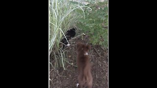 Brave Little Border Collie With Kitten