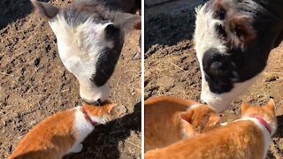 Cow loves all the kitties, gives them all kisses