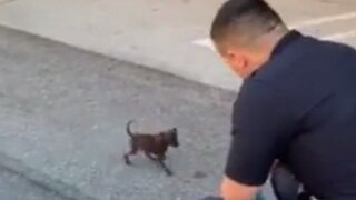Officers find abandoned puppy, make him part of LAPD