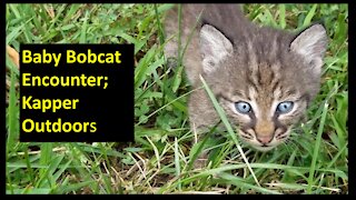 Amazing encounter with Baby Bobcats!