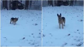 Dog experiences snow for the first time