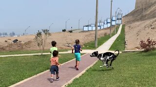 Great Dane puppy sends kid flying after running into him