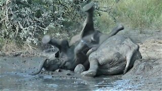 Muddy baby elephant ends up with his feet in the air