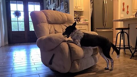 Doggy-go-round - Puppy loves spinning recliner