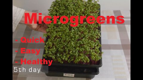 Microgreens ! Quick, easy and healthy. Self Sufficient, sustainable, OffGrid Living...