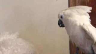 Parrot is having a heated argument with woman