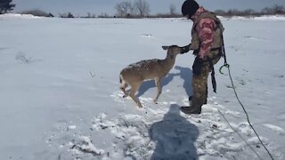 Game Warden rescues deer stranded on icy river