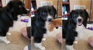 Dog notices owner filming her, smiles for the camera