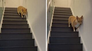 Food-motivated pup humorously trots down the stairs