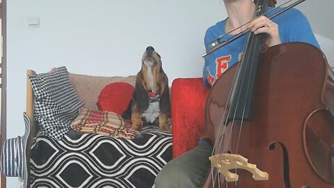 Basset Hound Can't Help But Sing Along To Cello Session