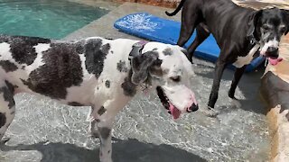 Pack of Great Danes enjoy an epic pool party
