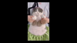 cute kitten dancing funny