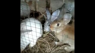Cute little bunnies re-united with animal farm friends