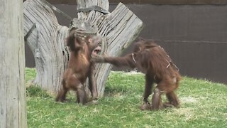 Funny baby orangutans hilariously slap each other
