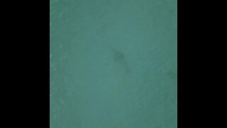 Drone captures images of marine life at Fort Pierce Inlet