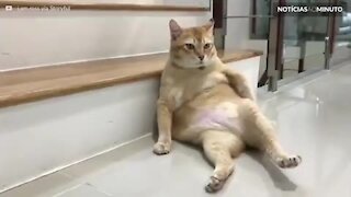 Preguiça! Gato encontra relaxa em posição cômica para ser fotografado