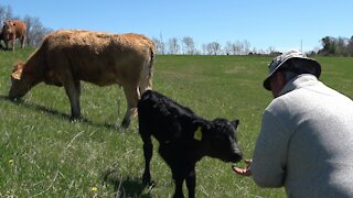 Trusting mother cow drops off her newborn calf with the babysitter