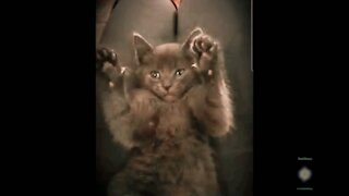 Ticklish Kitten 😸