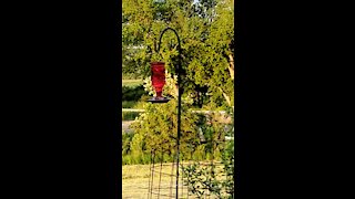 Hummingbird birds in western Iowa