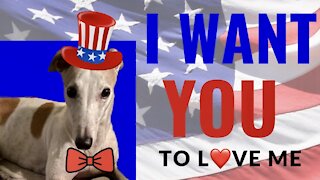 Patriotic Greyhound Cuties Gallery with Summer Safety Tips