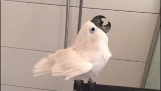 This cockatoo loves a shower!