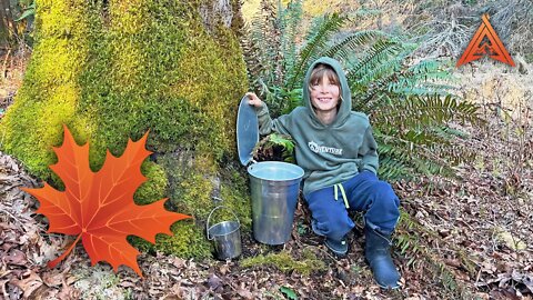 Harvesting Maple Sap For Hydration while Sick