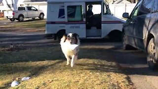 Australian Shepherd fetches the mail with great enthusiasm