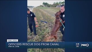 Dog rescued from canal