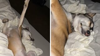 Snoring dog sleeps in hilariously awkward position