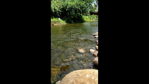 Hampstead River in Dominica