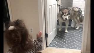 Cute little girl waves hello to her dog and says I love you
