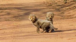Adorable baby cheetahs that will make your heart melt