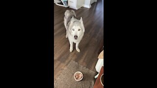 Stubborn husky refuses to eat food with pill in it