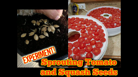 Will It Sprout? Sprouting Tomato and Squash Seeds in an Unusual Way
