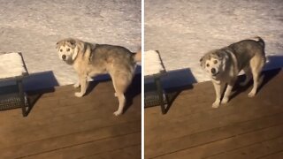 Stubborn dog in freezing snow refuses to come inside