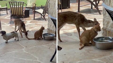 Domesticated Fawn Totally Fascinated With Friendly Kitty