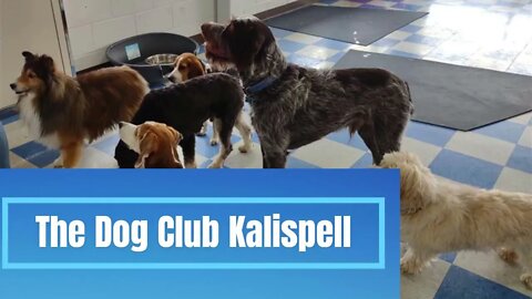 The Dog Club Kalispell Promo Video