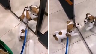 Puppy encounters his reflection in a shoe store mirror