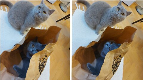 Silly cat can't resist empty paper bag