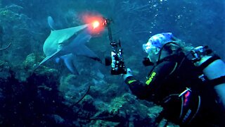 Shark aggressively bumps scuba diver's camera in Belize