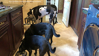 Great Danes have their doggy friends over for breakfast