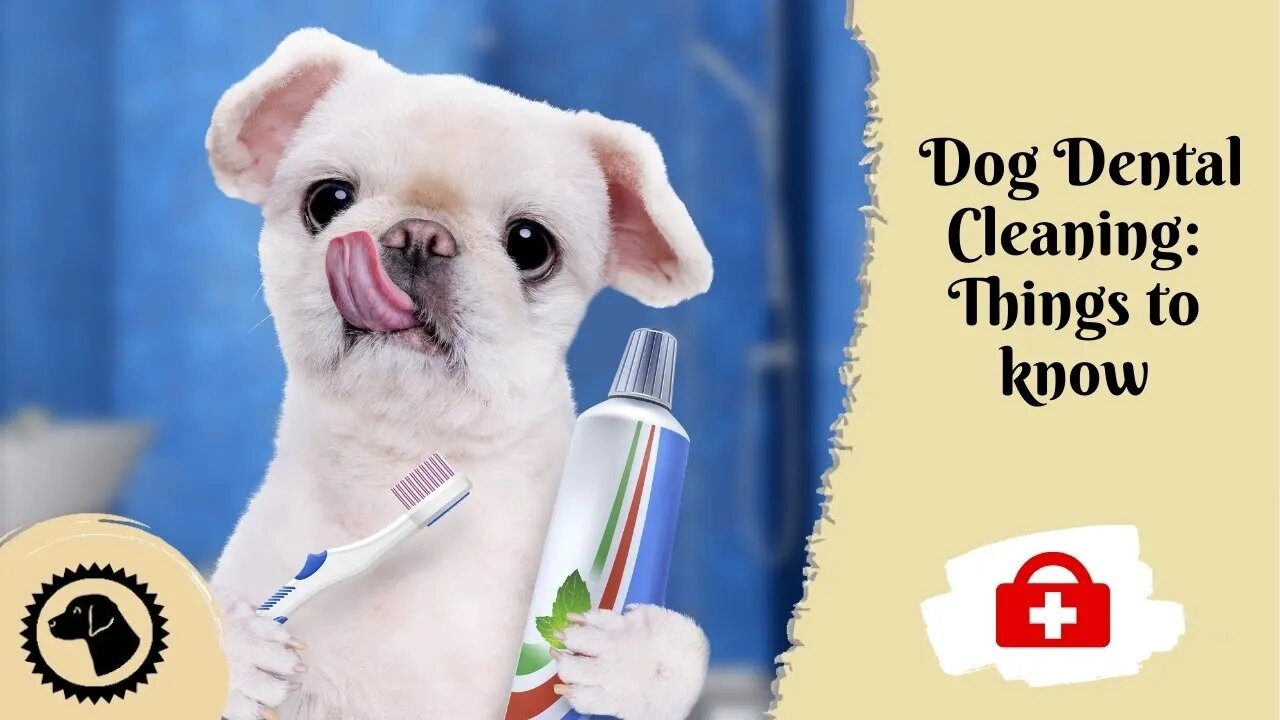 dog-dental-cleaning-what-you-should-know-dog-health-brooklynscorner