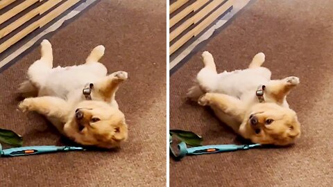 Cute Dog Plays Dead In Nyc Apartment Lobby