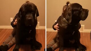 Gigantic dog protests the moment massage is stopped