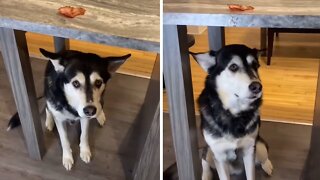 Owner pulls off hilarious bacon prank on his husky