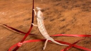 Tiny chameleon attempts to climb up balloon string