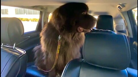 Huge Newfoundland dog barely fits in SUV
