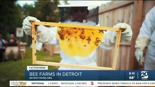 Bee Farms in Detroit
