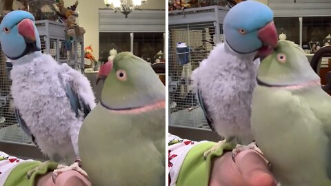 Talking Parrot Brothers Love To Show Each Other Affection
